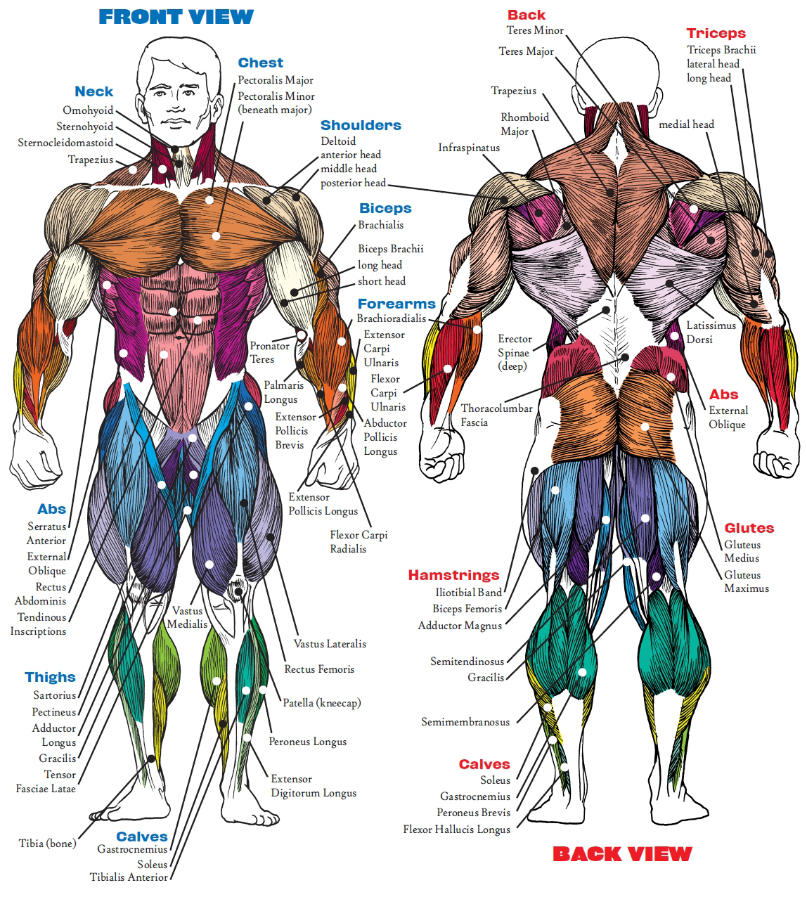 bodybuilding anatomy book pdf
