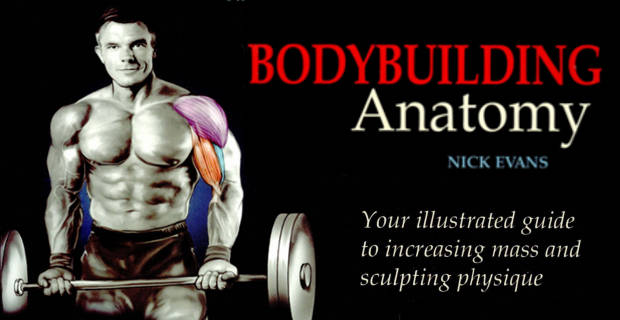 bodybuilding anatomy book pdf